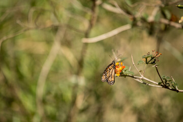 Mariposa Monarca