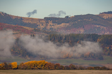 autumn forest in the fog