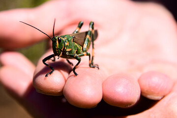 langosta