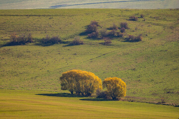 autumn landscape with a tree