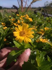 Wedelia chinensis or daisies, beautiful and bright yellow wildflower 