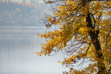 autumn tree in the park