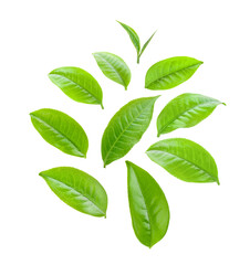 green tea leaves isolated on transparent png