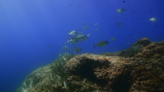 Wall of sargos in the mediterranean sea