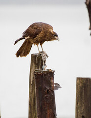 tiuque (Milvago chimango) comiendo presa en estaca 