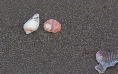 conchas de caracoles marinos en fondo de arena de mar 