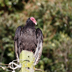 jote cabeza colorada (cathartes aura), posado en poste 