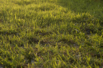 It's a sunny afternoon on the lawn.