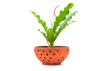 Green potted plant, trees in the 
Ceramic pot isolated on white background.