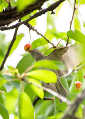 fio fio (Elaenia albiceps) comiendo cerezas 