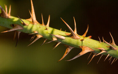 macro de espinas de zarza 