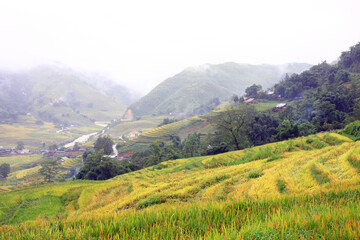 Obraz premium Terraced rice field in Sapa, Vietnam. The terraced rice paddy-fields in Sapa are the most beautiful ones in Vietnam