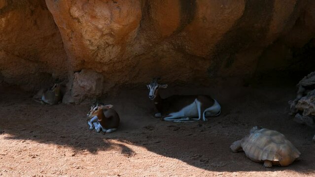 Herd of adult Addax, resting.
