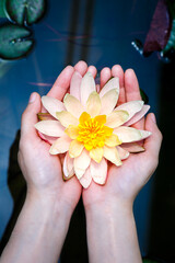 woman hands holding beautiful lotus flower