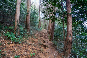 小倉城跡の山道／埼玉県比企郡ときがわ町【比企城館跡群・国指定史跡】