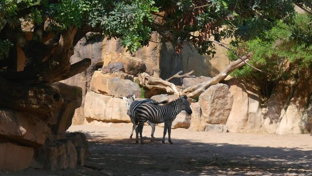 Plains Zebra Close Up, Africa Savannah, South Africa