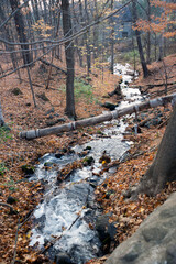A small river in a forest