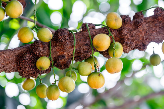 Yellow Rambeh or Rambi fruit hanging on the tree