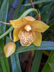 Closeup view of fresh yellow and brown flower and bud of cymbidium orchid hybrid blooming outdoors...