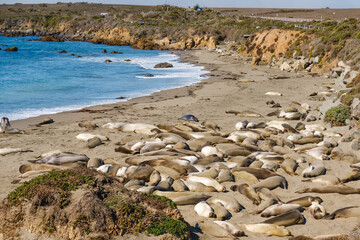 Seal colony. Elephant seals on San Simeon's shores, Central California