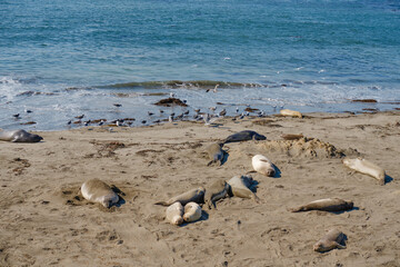 Seals on the beach, and flock of birds, blue ocean background, California