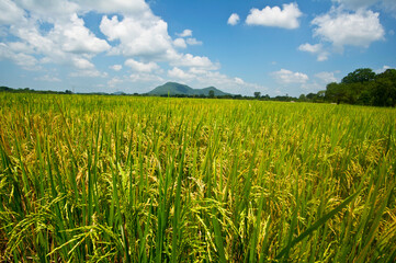 Beautiful Rice Field and Cloudy Blue Sky