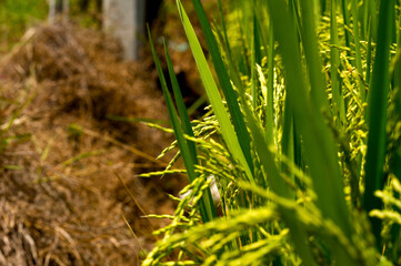 Obraz premium Rice Field Green agriculture ecosystem Asian rice paddy field Sri lankan green farm. Harvest agriculture planting cultivation golden green rice terraces in organic farm with tropical natural sunrise.