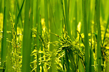 Rice Field Green agriculture ecosystem Asian rice paddy field Sri lankan green farm. Harvest agriculture planting cultivation golden green rice terraces in organic farm with tropical natural sunrise. - Powered by Adobe