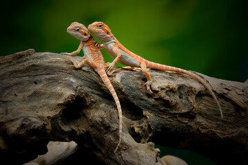 bearded dragon lizard