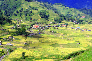 Terraced rice field in Sapa, Vietnam. The terraced rice paddy-fields in Sapa are the most beautiful ones in Vietnam