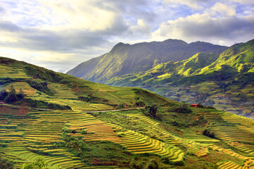 Terraced rice field in Sapa, Vietnam. The terraced rice paddy-fields in Sapa are the most beautiful...