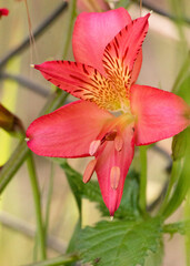 Amancay rojo (Astromelia spp.)
