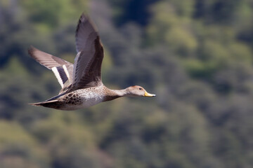 pato jergon grande (Anas georgica) volando con fondo de monte verde 