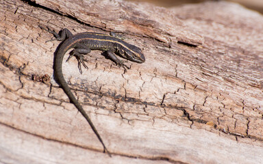 lagartija en tronco (liolaemus pictus)