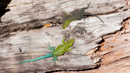 lagartijas en troncos, macho y hembra (liolaemus tenuis)