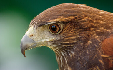 retrato de peuco (Parabuteo unicinctus)