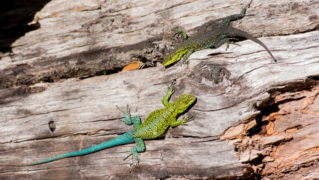 lagartijas en troncos, macho y hembra (liolaemus tenuis)