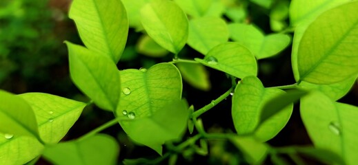 green leaf with drops