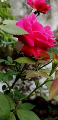 Obraz na płótnie Canvas Rose flower image