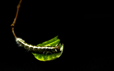 The caterpillars are gnawing at the leaves with a black background.
