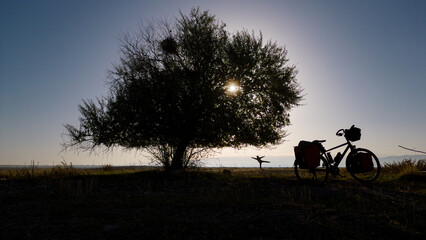 lifestyle of traveling cyclist under big single tree