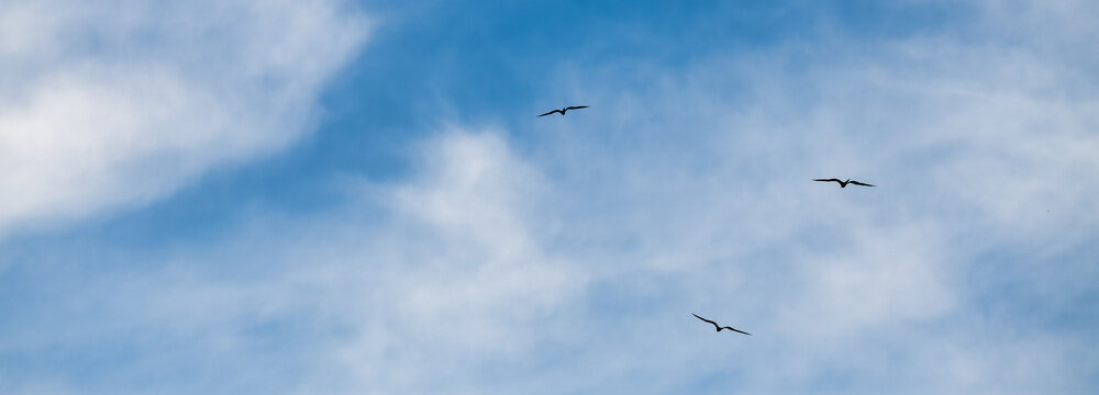 Birds Flying White Clouds Blue Sky Banner High Resolution