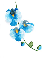 Fototapeta na wymiar hand drawing orchid blue, watercolor