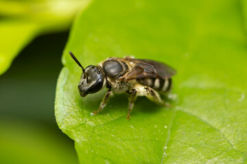Macro photo of bee on green leaf.