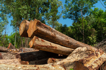 Log of cut down trees in the green forest.