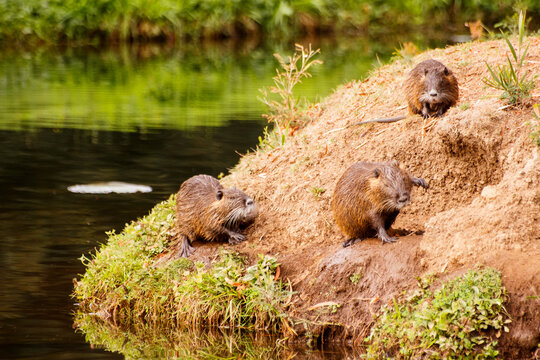 coipos (Myocastor coypus) en salida de cuevas 