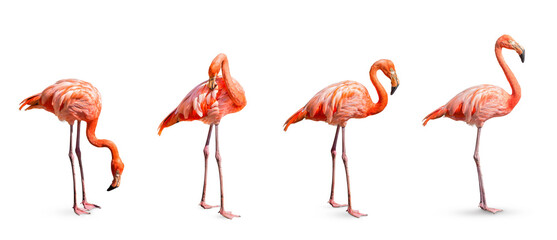 Collection, flamingo (Phoenicopterus ruber) Heart shape, neck curl and standing posture isolated on...