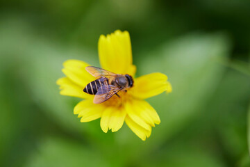 Close-up view of bee on singapore daisy flower