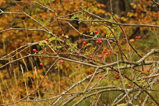 Chinese hawthorn (Crataegus cuneata) tree with red berries in a forest