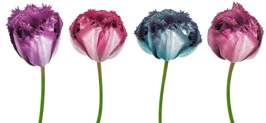 Set flowers  tulips . Flowers isolated on a white background. No shadows with clipping path.  Close-up. Nature.